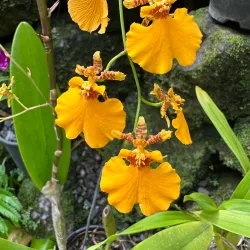 Garden of the Sleeping Giant - Fiji
