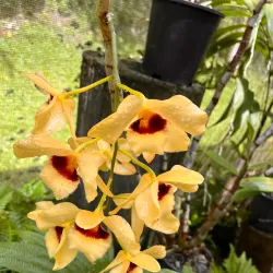 Garden of the Sleeping Giant - Fiji