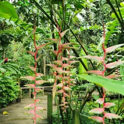 Garden of the Sleeping Giant - Fiji