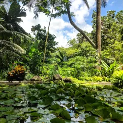 Garden of the Sleeping Giant - Fiji