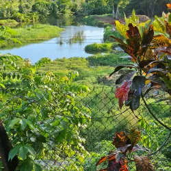 Colo-i-Suva Forest Park - Lami