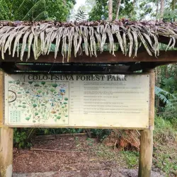 Colo-i-Suva Forest Park - Lami
