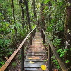 Colo-i-Suva Forest Park - Lami