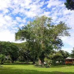 Thurston Gardens - Lami