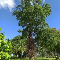 Thurston Gardens - Lami