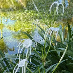 Thurston Gardens - Lami