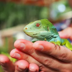 Kula Eco Park - Lautoka