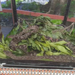 Kula Eco Park - Lautoka