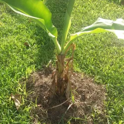 Nasinu Golf Course - Nasinu