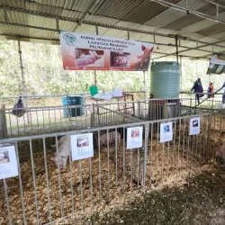 Nasinu Market - Nasinu