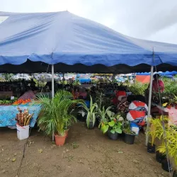 Nasinu Market - Nasinu
