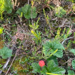 Pohjankangas Nature Trail - Aanekoski