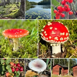 Nuuksio National Park - Espoo