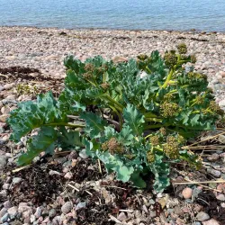 Tulliniemi Nature Reserve - Hanko