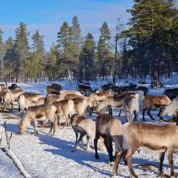 Reindeer Farms - Inari