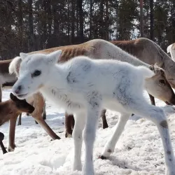 Reindeer Farms - Inari