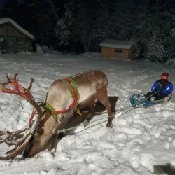 Reindeer Farms - Inari