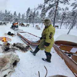 Reindeer Farms - Inari