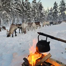 Reindeer Farms - Inari