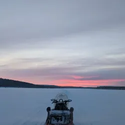 Reindeer Farms - Inari