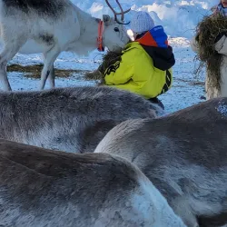 Reindeer Farms - Inari