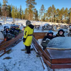 Reindeer Farms - Inari