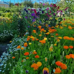 Old Town of Jakobstad - Jakobstad (Pietarsaari)