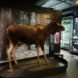 Harju Ridge and Observation Tower - Jyvaskyla