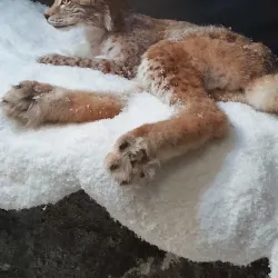 Harju Ridge and Observation Tower - Jyvaskyla
