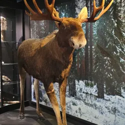 Harju Ridge and Observation Tower - Jyvaskyla