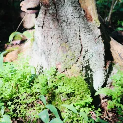 Kerava Nature Reserve - Kerava