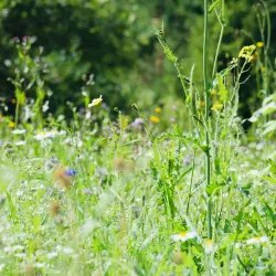 Kerava Nature Reserve - Kerava