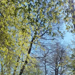 Björkudden Park - Kirkkonummi