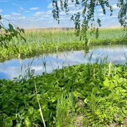 Jorvaksenlahti Nature Reserve - Kirkkonummi