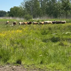 Jorvaksenlahti Nature Reserve - Kirkkonummi
