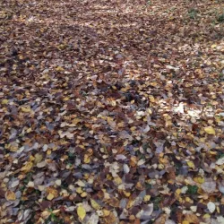 Karis Golf Club - Kirkkonummi