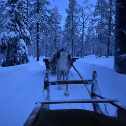 Reindeer Farm Visits - Kittila (Kittilä)