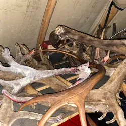 Reindeer Farm Visits - Kittila (Kittilä)