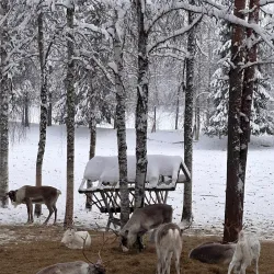 Reindeer Farm Visits - Kittila (Kittilä)