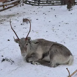 Reindeer Farm Visits - Kittila (Kittilä)