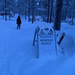 Reindeer Farm Visits - Kittila (Kittilä)
