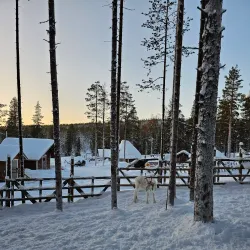 Reindeer Farm Visits - Kittila (Kittilä)