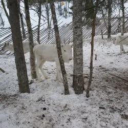 Sámi Cultural Center Siida - Kittila (Kittilä)