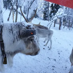Sámi Cultural Center Siida - Kittila (Kittilä)