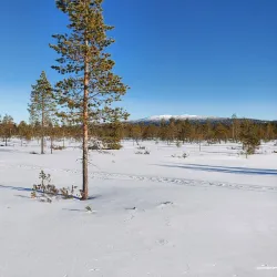 Snowmobile Safaris - Kittila (Kittilä)