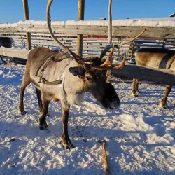 Snowmobile Safaris - Kittila (Kittilä)