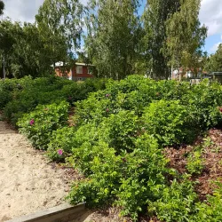 Kaarlelanpuisto Park - Kokkola