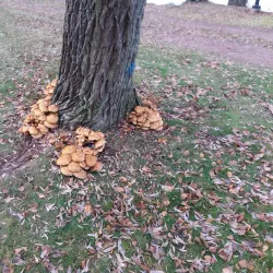 Hovinsaari Island - Kotka