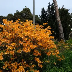 Isopuisto Park - Kotka