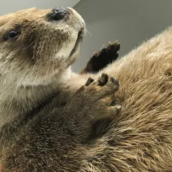 Kuopio Museum - Kuopio